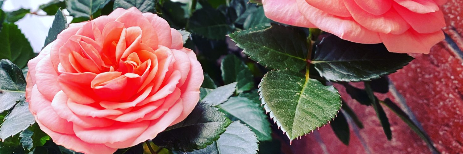 mary_ds29's profile banner image