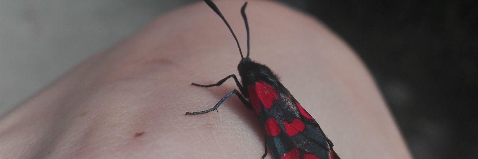 DonosoMaria's profile banner image