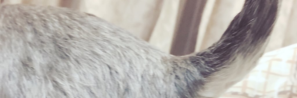 rabirabbit_ash's profile banner image