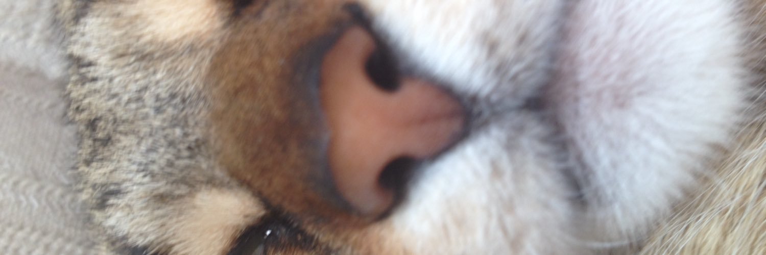 ericamoreira39's profile banner image
