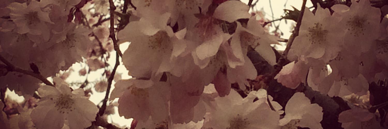 lckhank's profile banner image