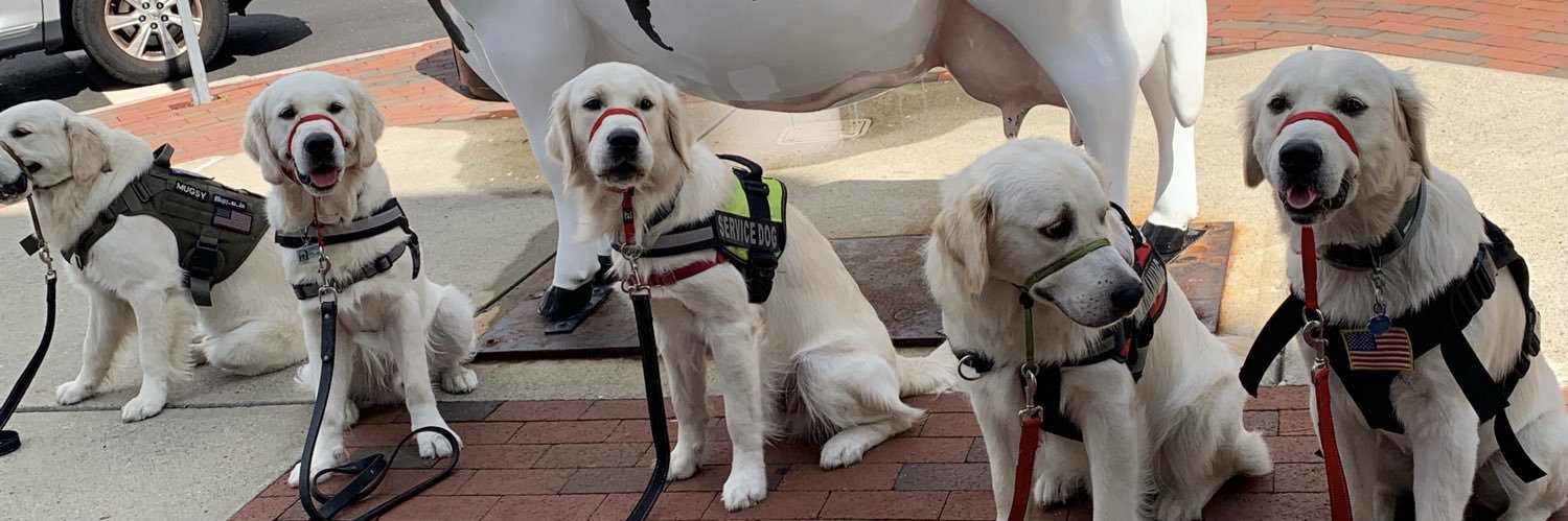 Golden Opportunities for Independence GOFIDOG banner