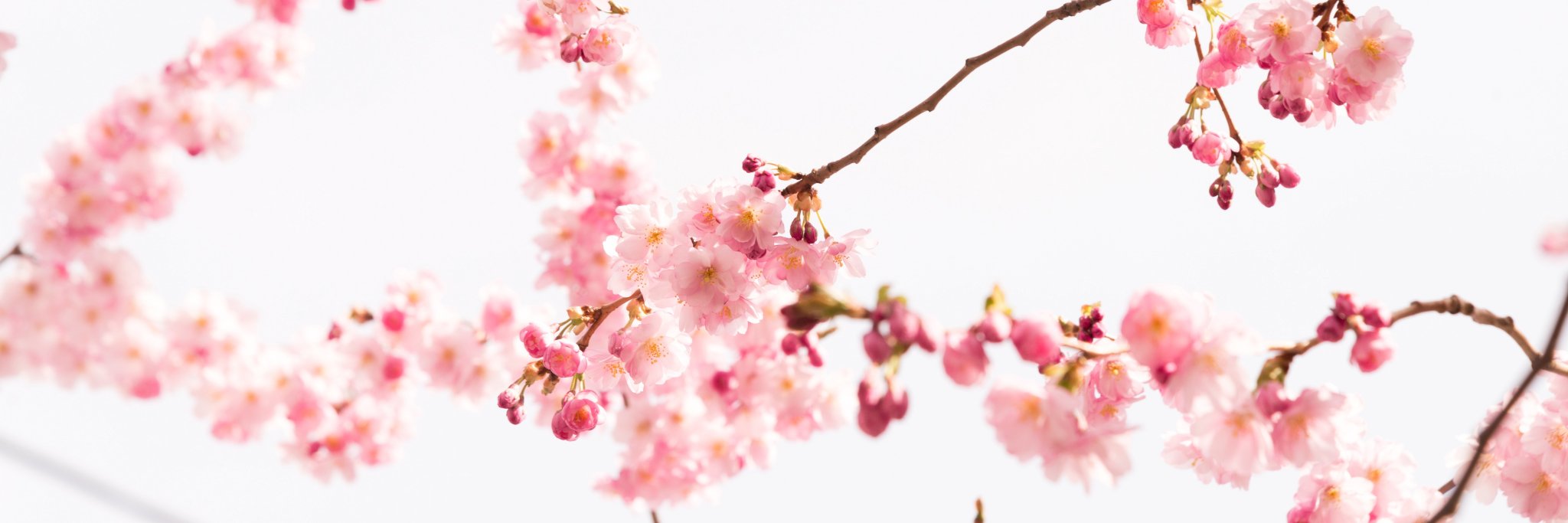 Michael Lokner banner