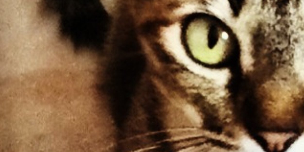 lenemotta's profile banner image