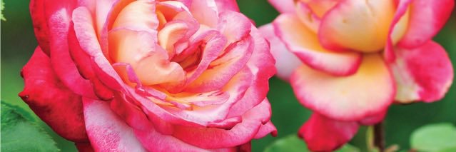 armstronggarden's profile banner image