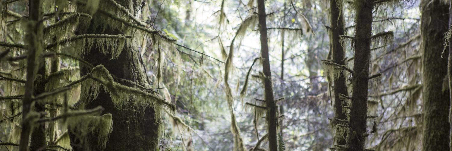 PeriMcIntosh's profile banner image