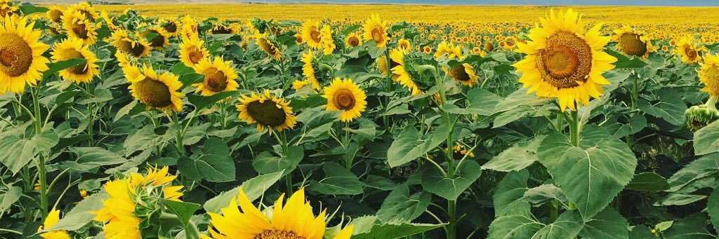 AllyssaDickert's profile banner image