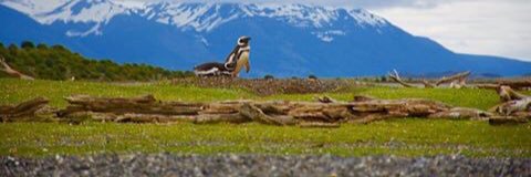 Rodrigo Arpón banner