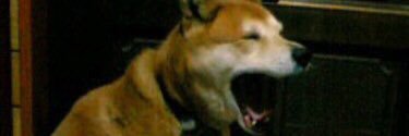 chaconne0430's profile banner image