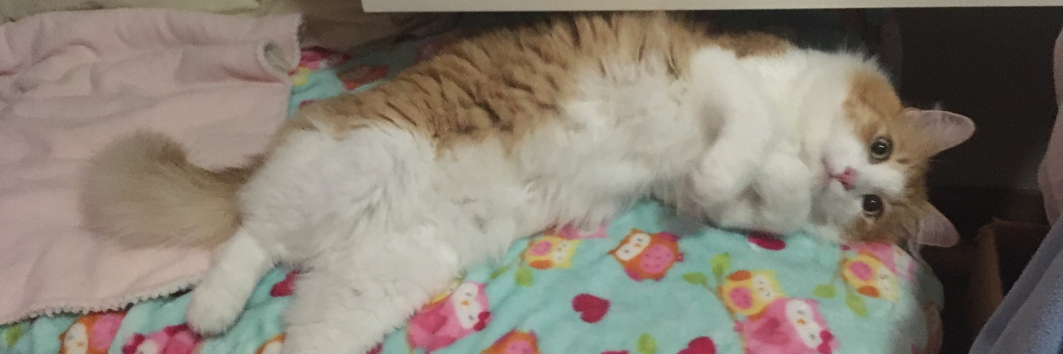 GenXShannon's profile banner image