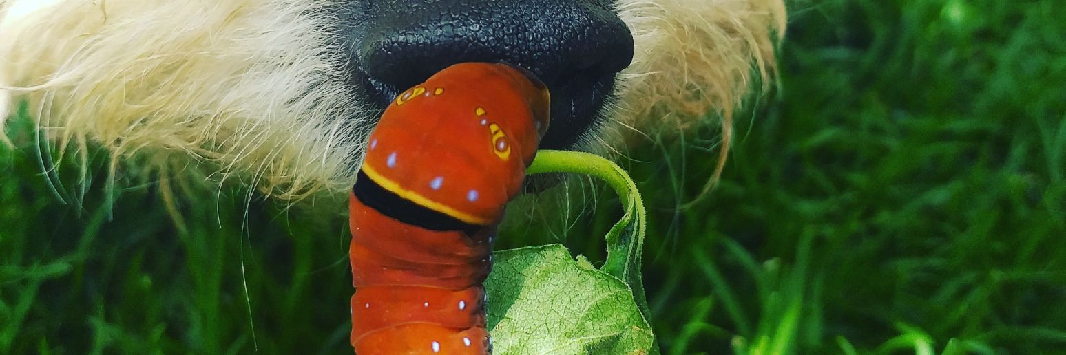KayLoru's profile banner image