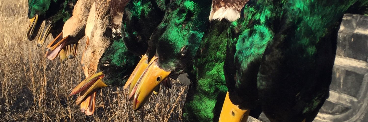 Ty_RexRogers's profile banner image
