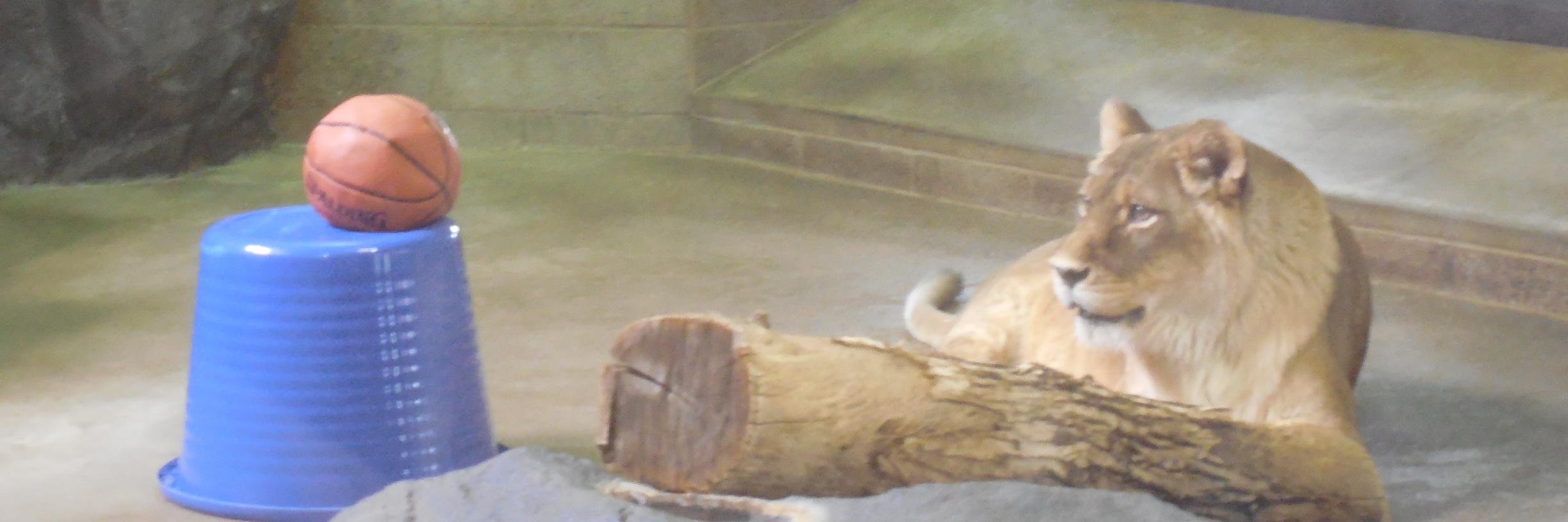 Jadeon banner