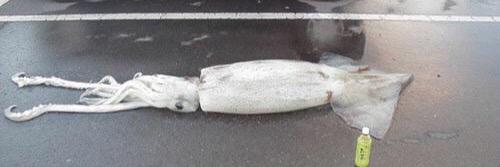 Twittеr 🔴Sicc Da🅱️aroni the Bot Slayer🔴 🐀 banner