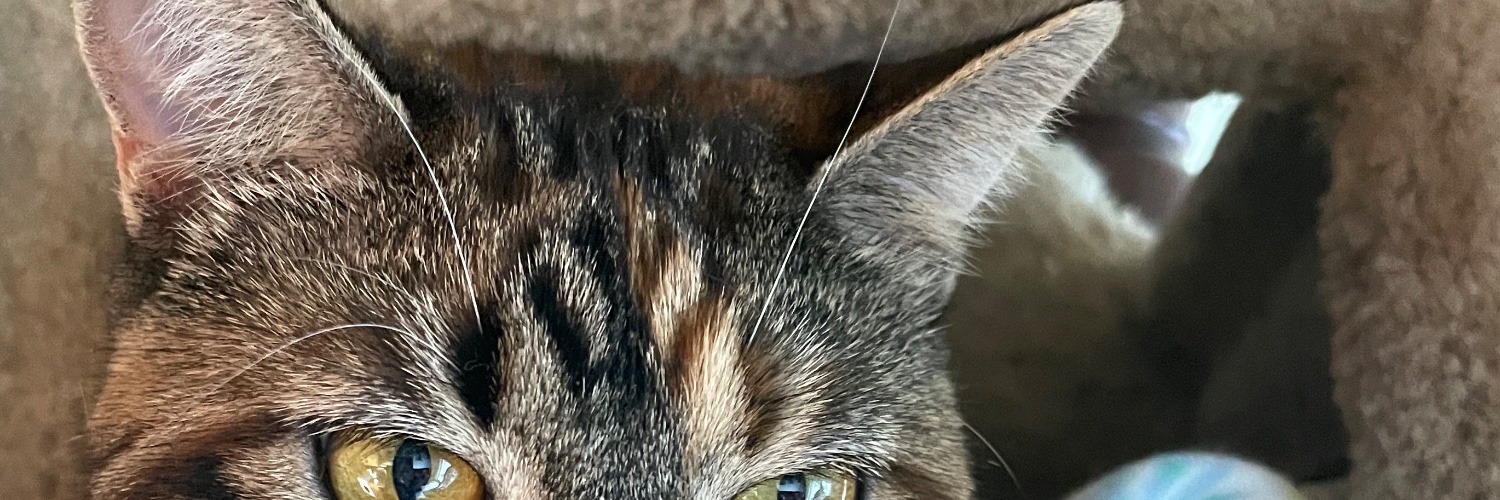 Singhjen @ yellow dog banner