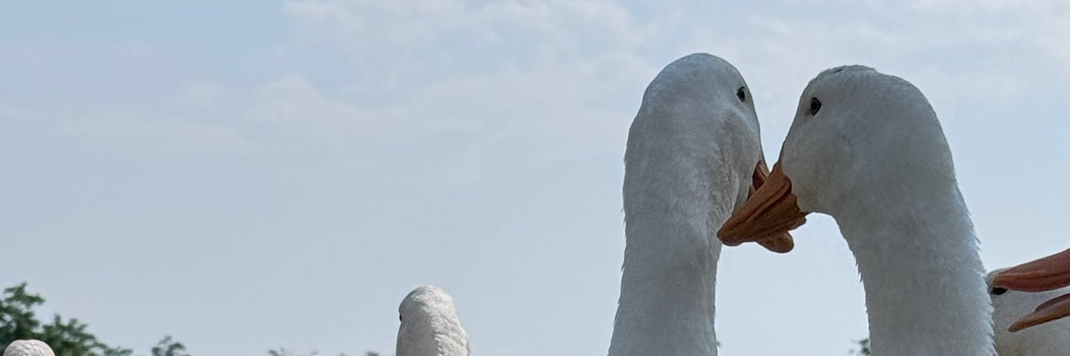 bambi banner