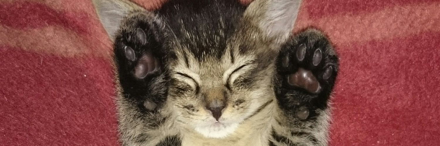 cat25146's profile banner image