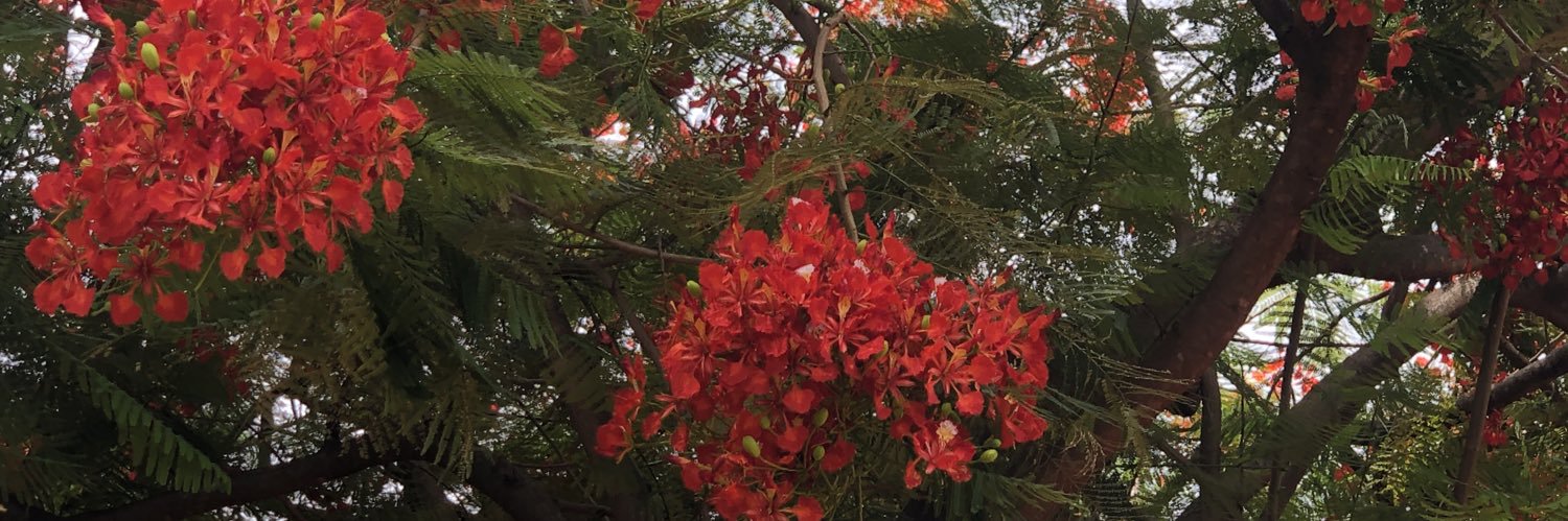 aleborges24's profile banner image