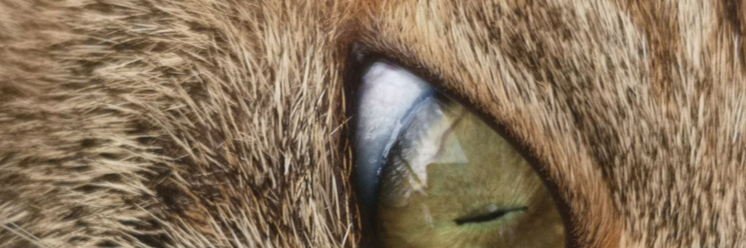 BournelikeK's profile banner image