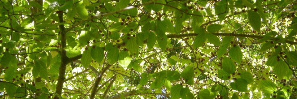 MeganCardel's profile banner image