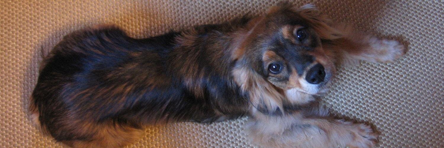 Michael Pusateri banner