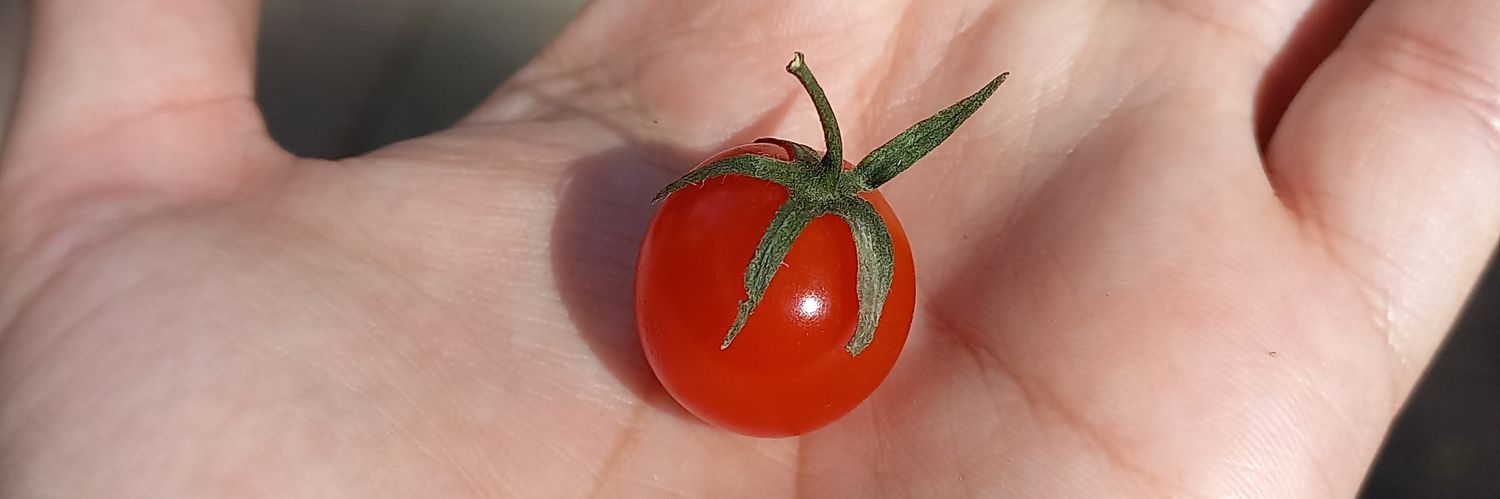 tomatesasados's profile banner image