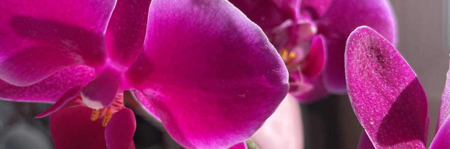 GiselArdila_'s profile banner image