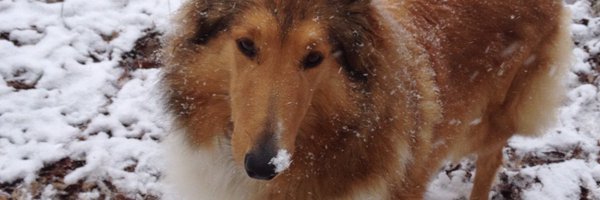 CollieCrusader Profile Banner