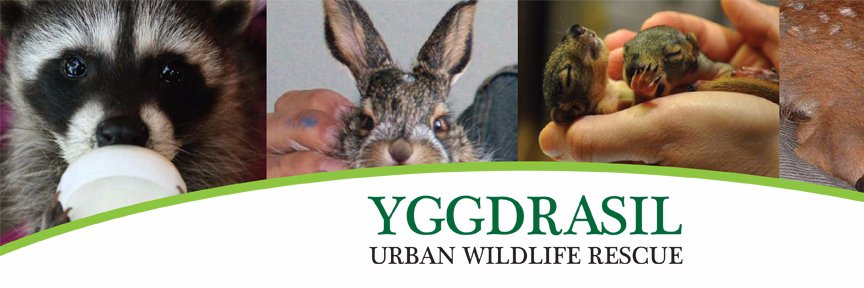 YggdrasilWild's profile banner image