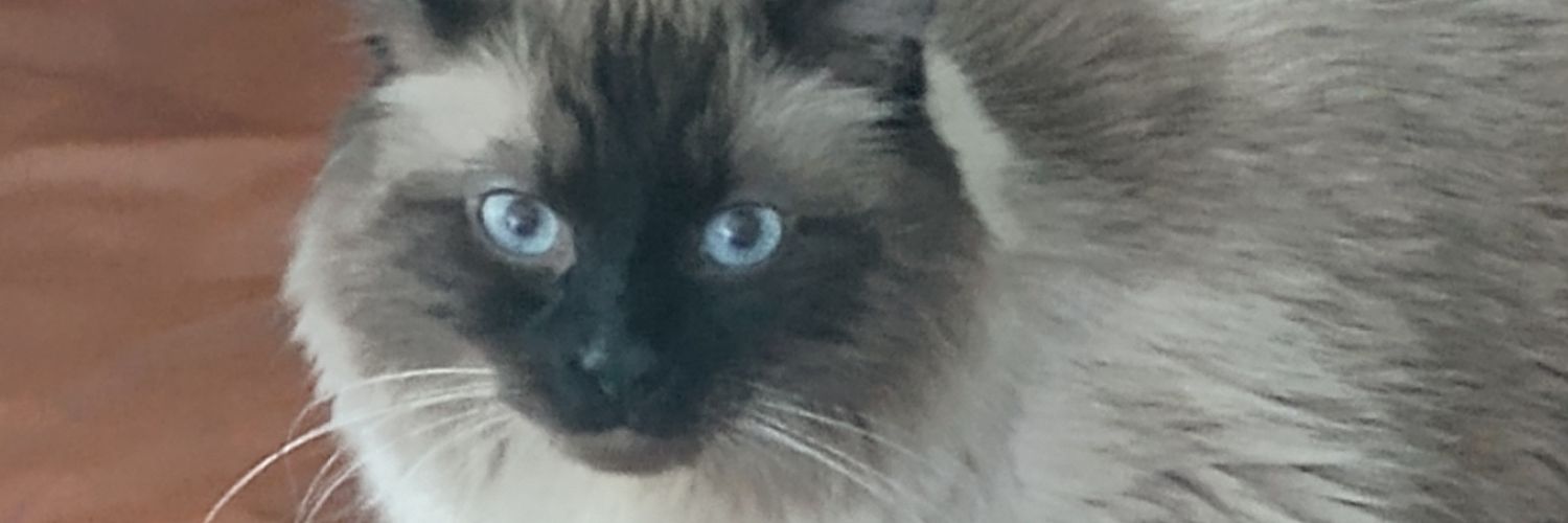 Scorpioboiblue 44 banner