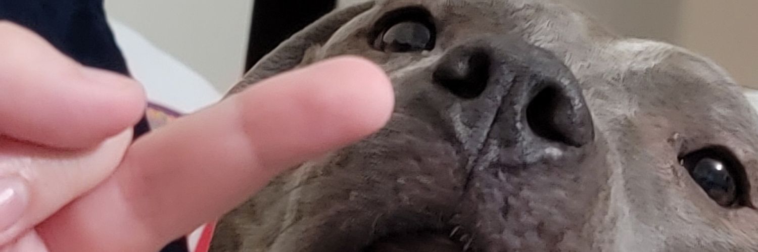 queenofnerd1026's profile banner image