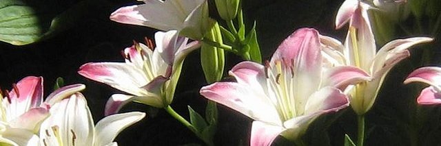 cvubbiy's profile banner image