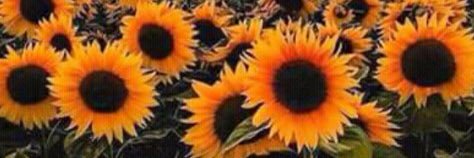 eskarSarahi's profile banner image