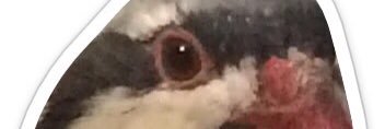 juneleconcombre's profile banner image
