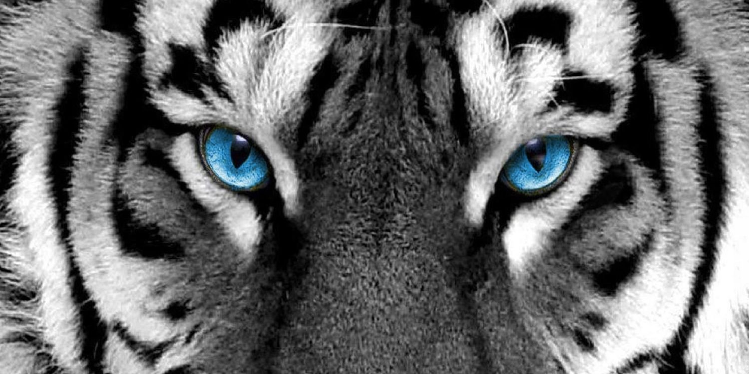 CruTim's profile banner image