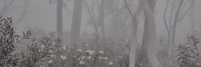 Maia banner