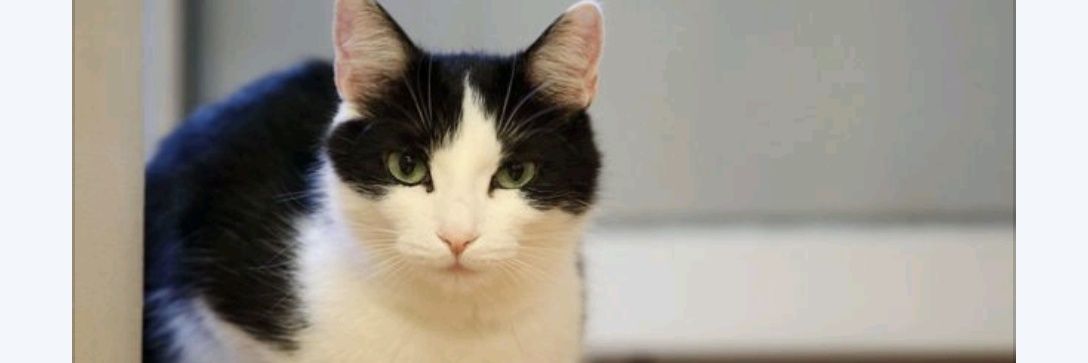 Amiel ♠︎(Crypto📈)🐕 banner