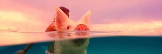 M banner
