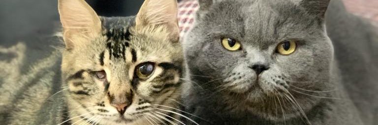 alijeadi's profile banner image