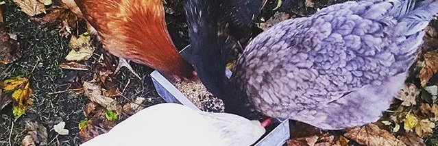 yummybarn's profile banner image