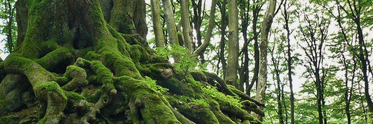 The Gaian Way banner