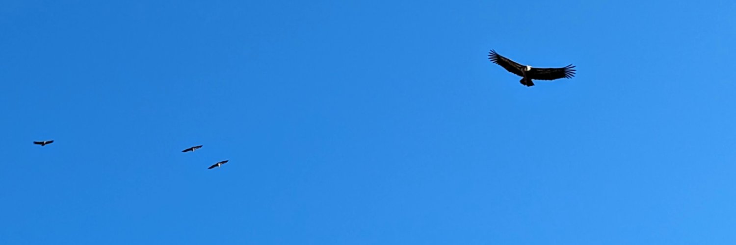 aivo's profile banner image