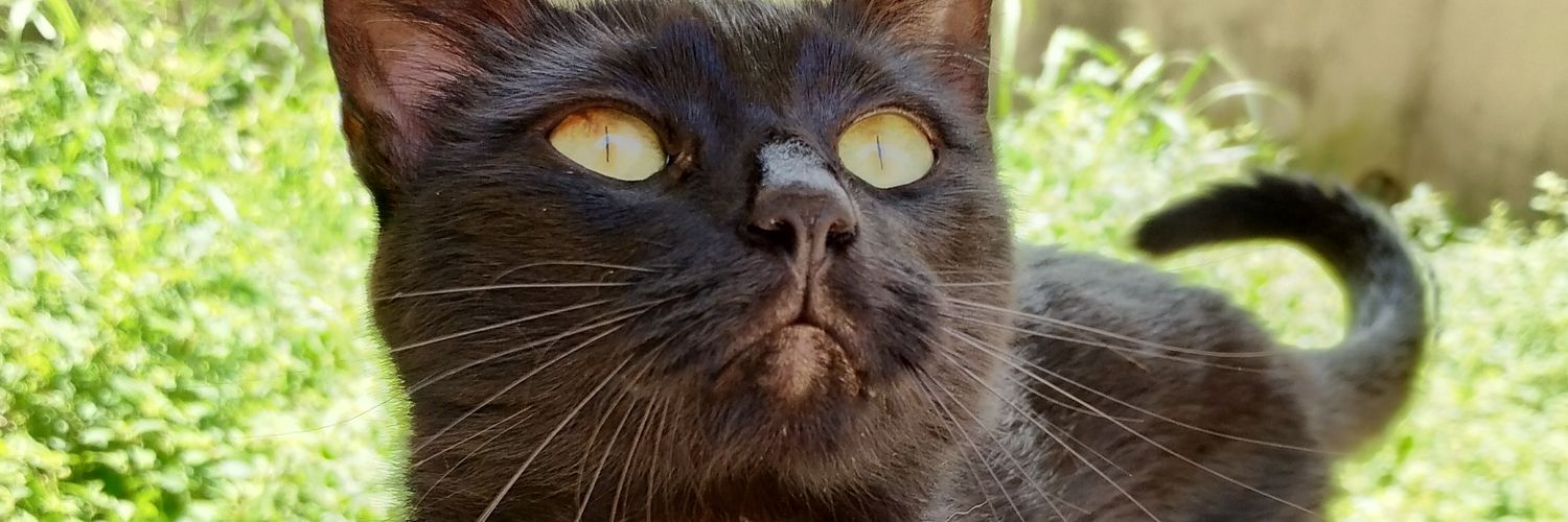 misslexotann's profile banner image