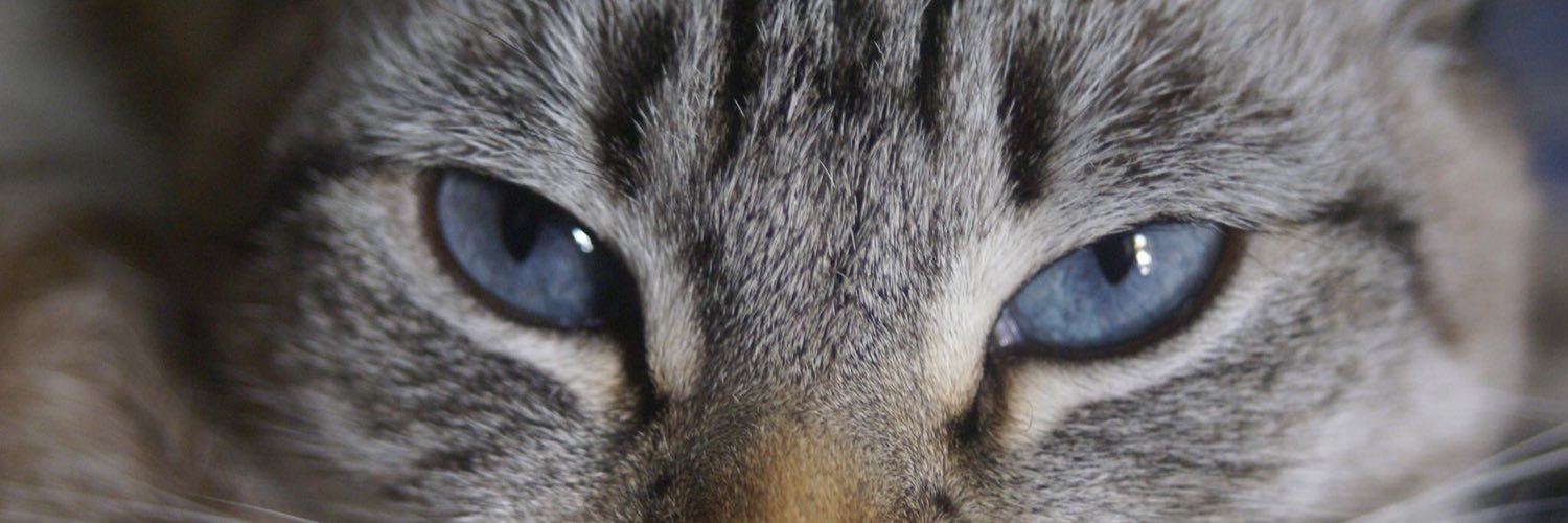 Pataporta1's profile banner image