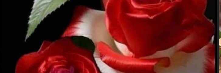 SabahSafadi's profile banner image