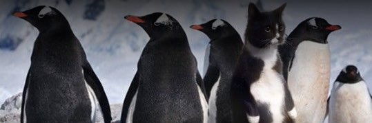 nunubuffs's profile banner image