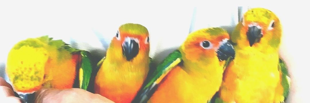ひめかぽ banner