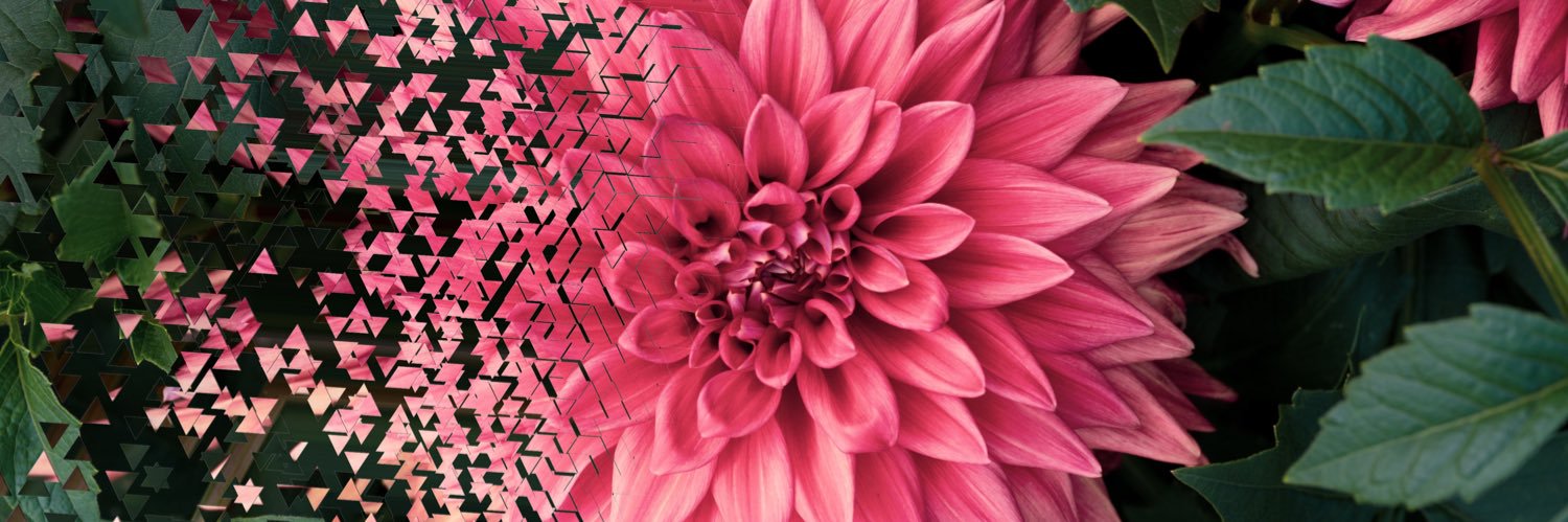 𝙰𝙻𝙼𝙰. banner