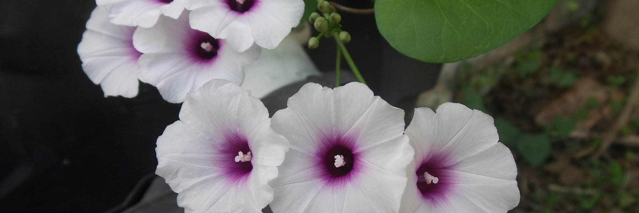 Laura Aynsley banner