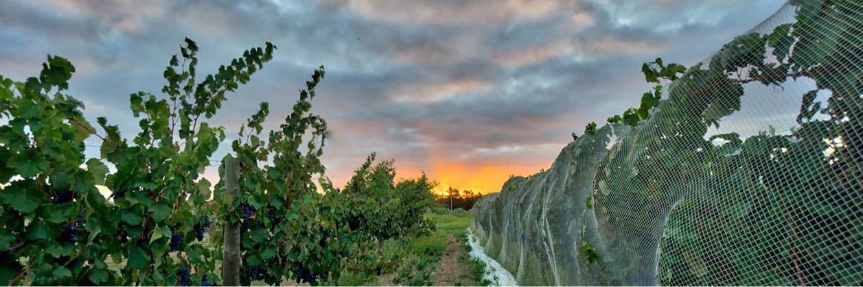Shingleback Wine banner